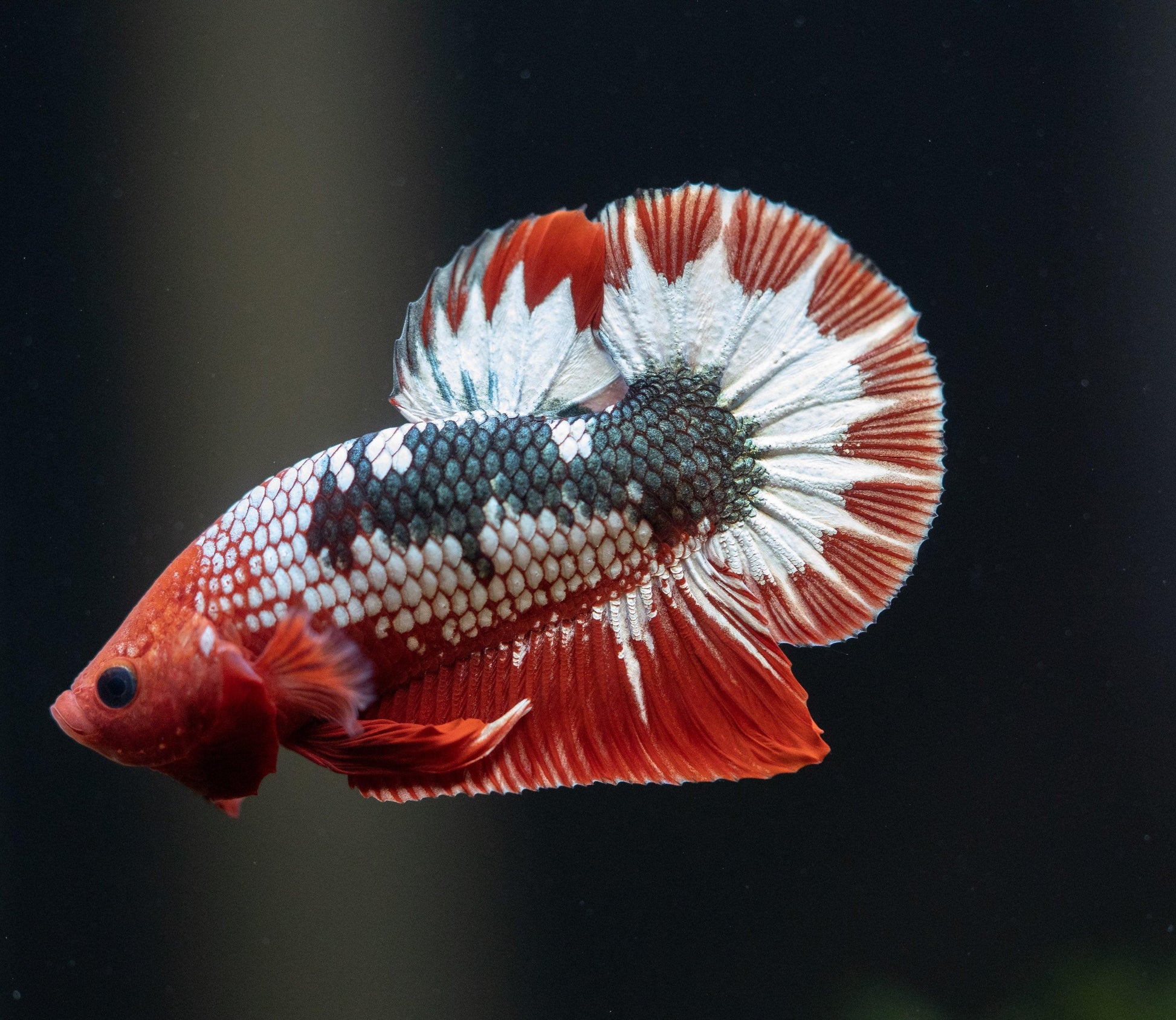 Red Fancy Hellboy Copper Plakat Male Betta Fish