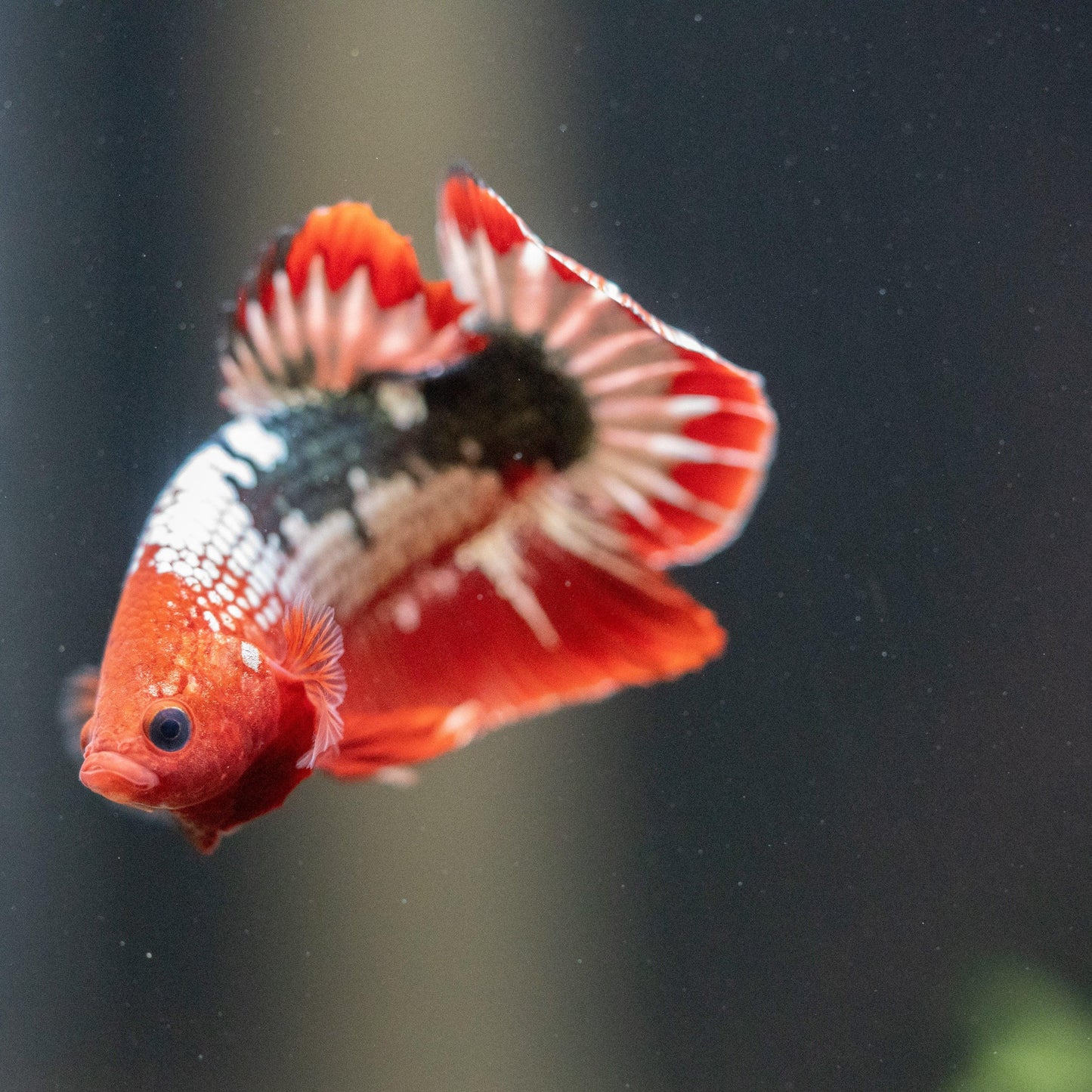 Red Fancy Hellboy Copper Plakat Male Betta Fish