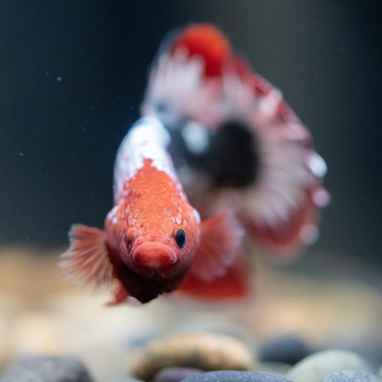 Red Fancy Hellboy Copper Plakat Male Betta Fish