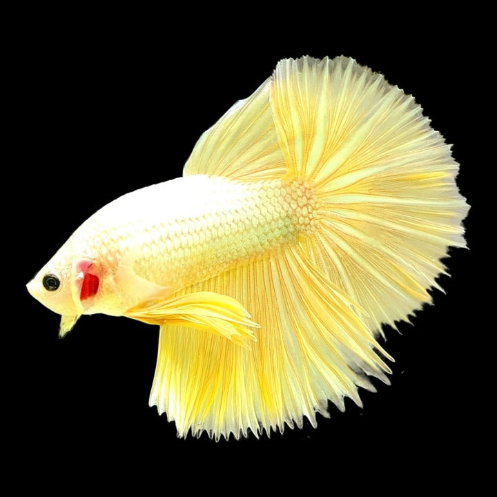 Tropicflow | Yellow Dragon Halfmoon Male Betta For Sale