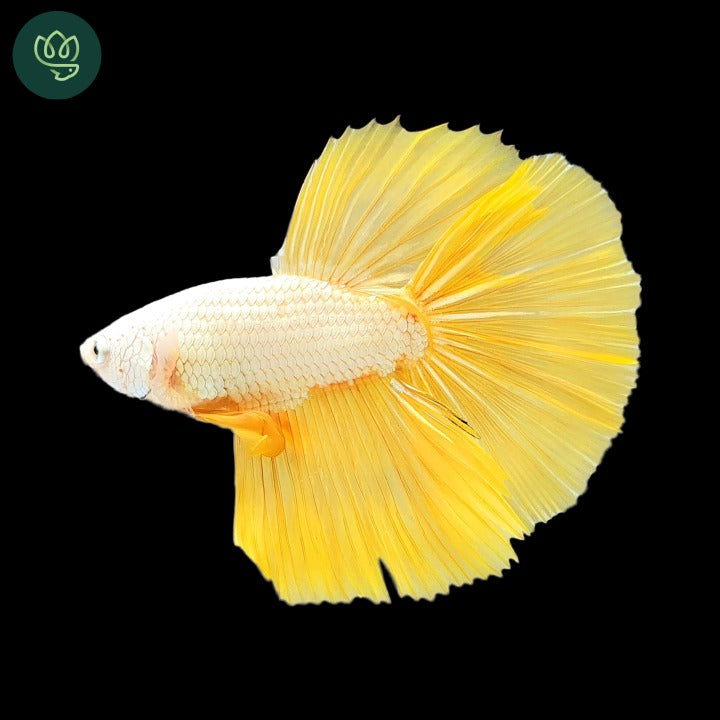 Tropicflow | Yellow Dragon Halfmoon Male Betta For Sale