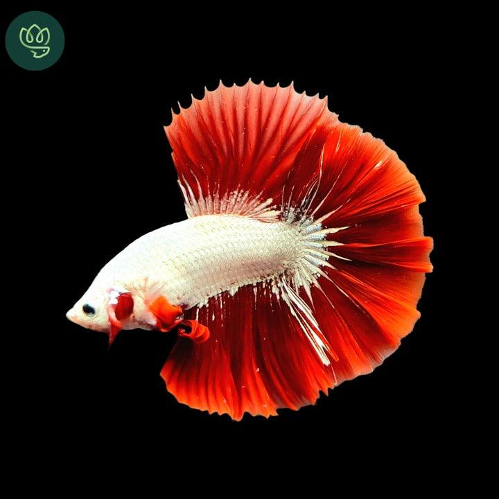 Tropicflow Red Dragon Halfmoon Male Betta Fish