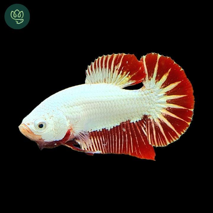 Tropicflow | Red Dragon Plakat Male Betta For Sale