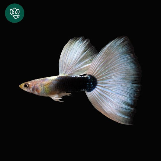 Tropicflow | Half Black White Guppy for Sale