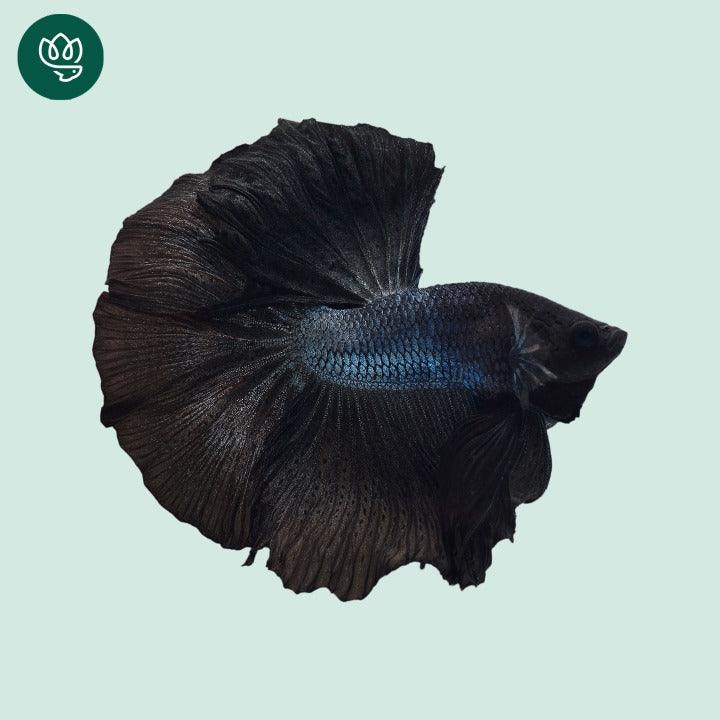 Tropicflow Super Black Halfmoon Male Betta Fish