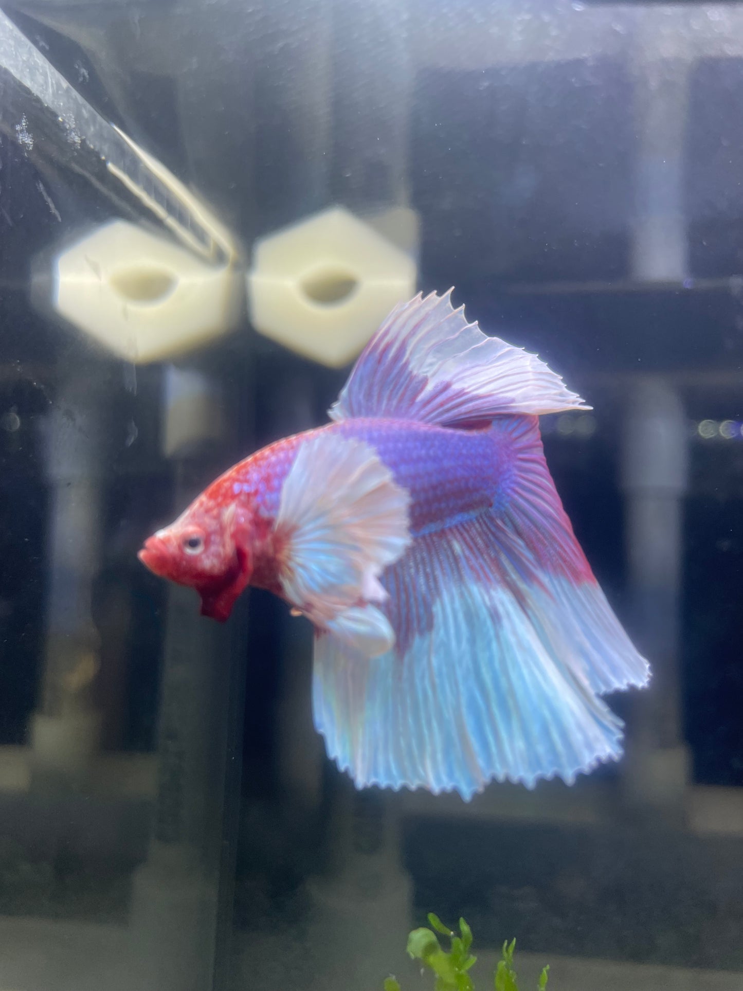 Dumbo Lavender Halfmoon Fish