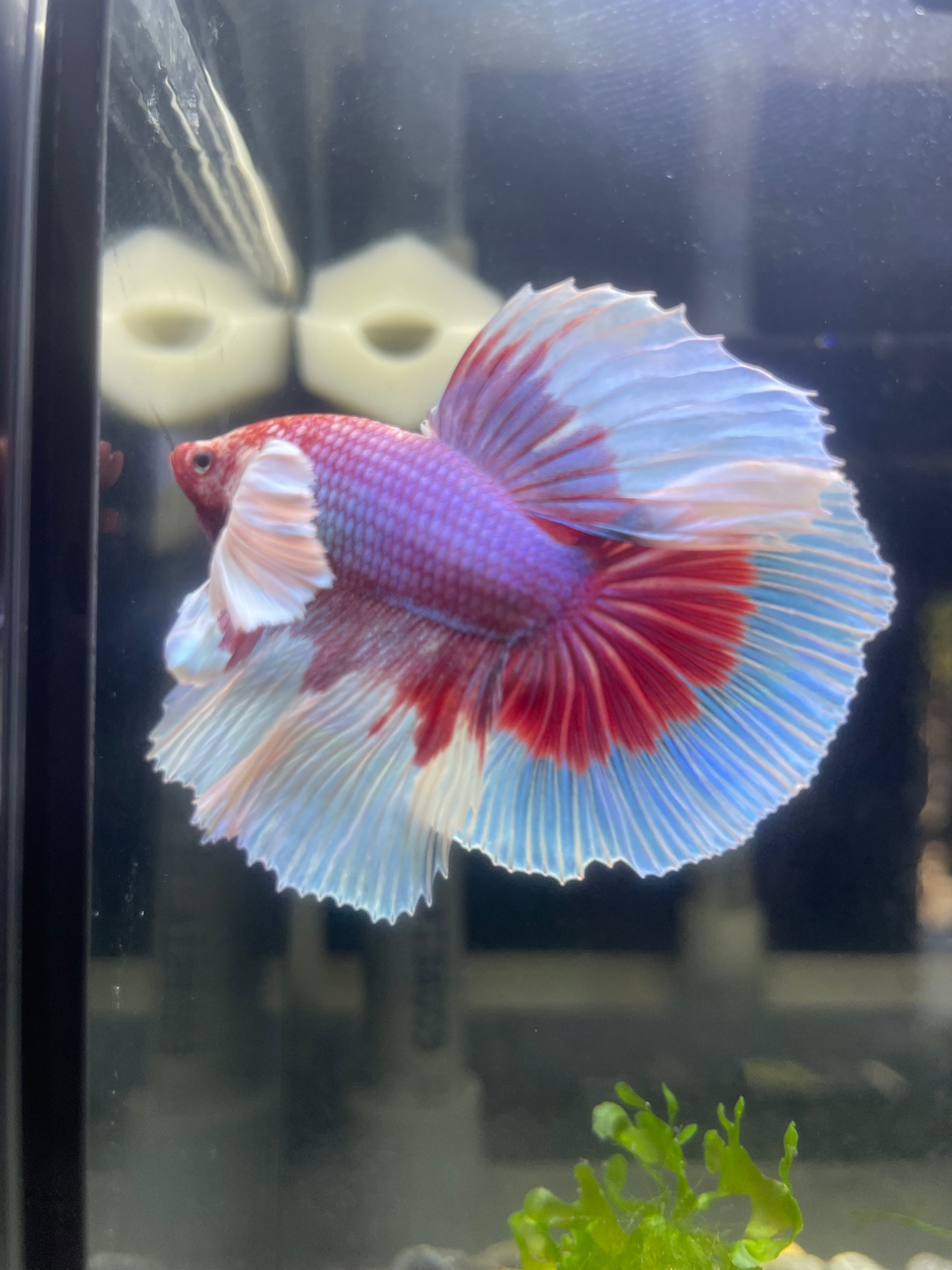 Dumbo Lavender Halfmoon Fish