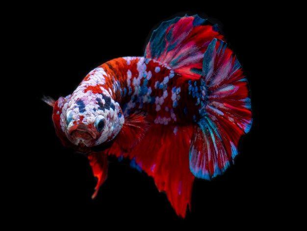 How to Grade Betta Fish - Tropicflow