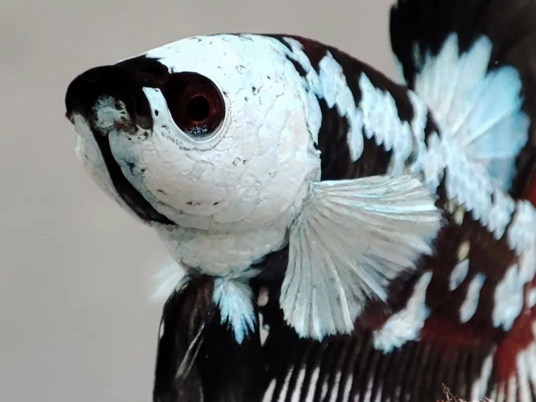Samurai Betta Fish: The Warrior of the Aquarium – Tropicflow