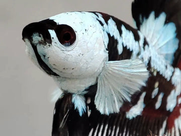 Samurai Betta Fish: The Warrior of the Aquarium