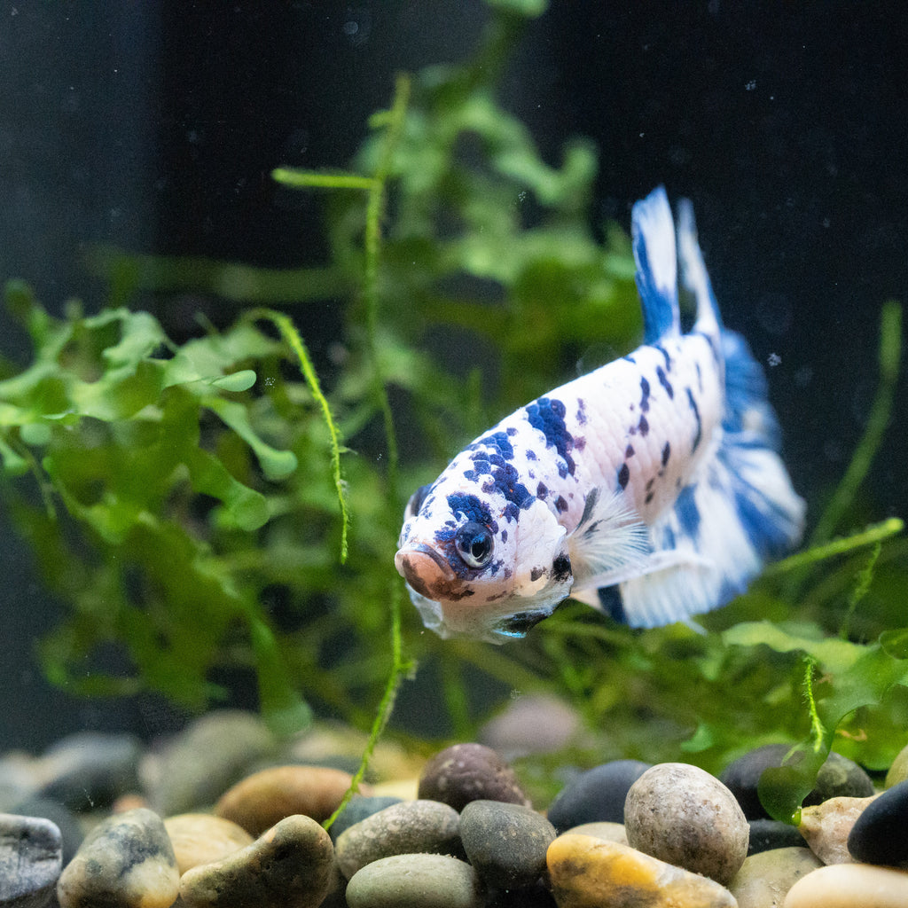 Blue marble sales betta for sale