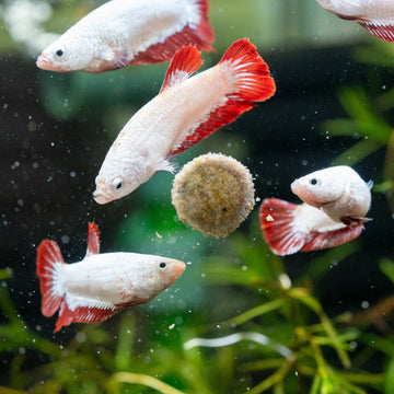 Betta Sorority - Everything You Need to Know Video & Image