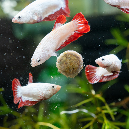 Betta Sorority - Everything You Need to Know Video & Image