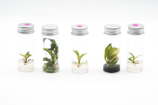 How to Acclimate Tissue Culture Plants (Step-by-Step)