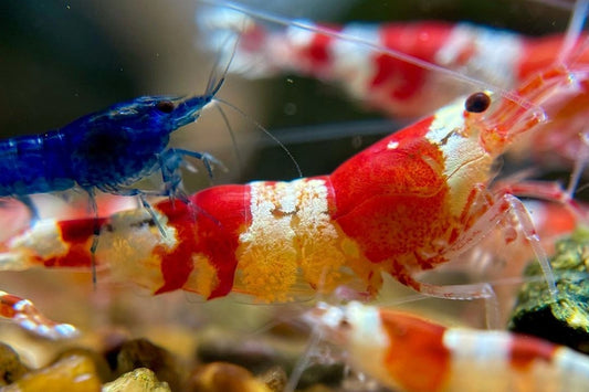 Freshwater Shrimp: A Comprehensive Guide to Care, Breeding, and Benefits