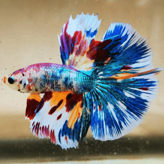 How To Set Up A Betta Fish Tank: Step-By-Step Guide