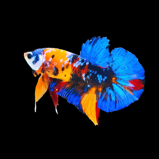 10 Essential Tips for Preventing Betta Fin Rot: Expert Guide