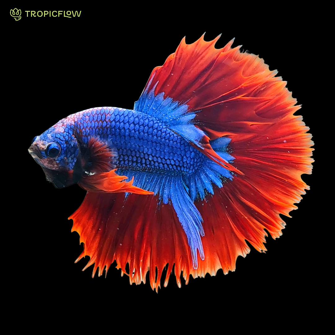 7 Reason Betta Fish Laying On The Bottom of The Tank