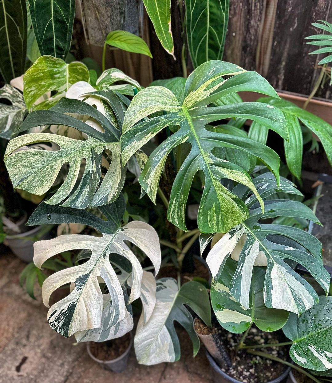 Monstera Albo Node cheapest with roots