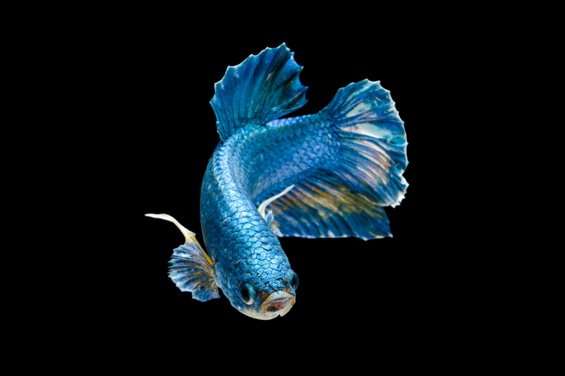 Plakat Betta Care: Tank Size, Diet, Tankmates & Health Guide