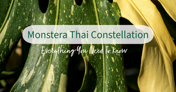 Monstera Thai Constellation: Everything You Need To know