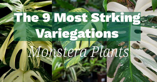 The 9 Most Striking Variegations in Monstera Plants