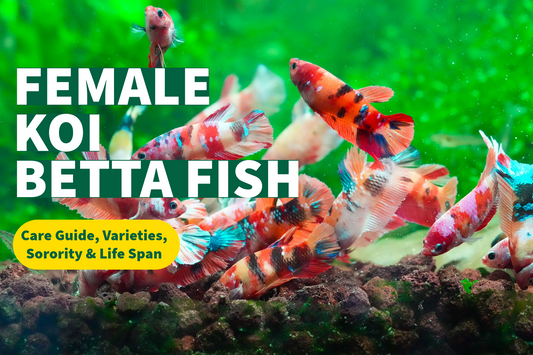 Female Koi Betta Fish: Care Guide, Varieties, Sorority & Lifespan