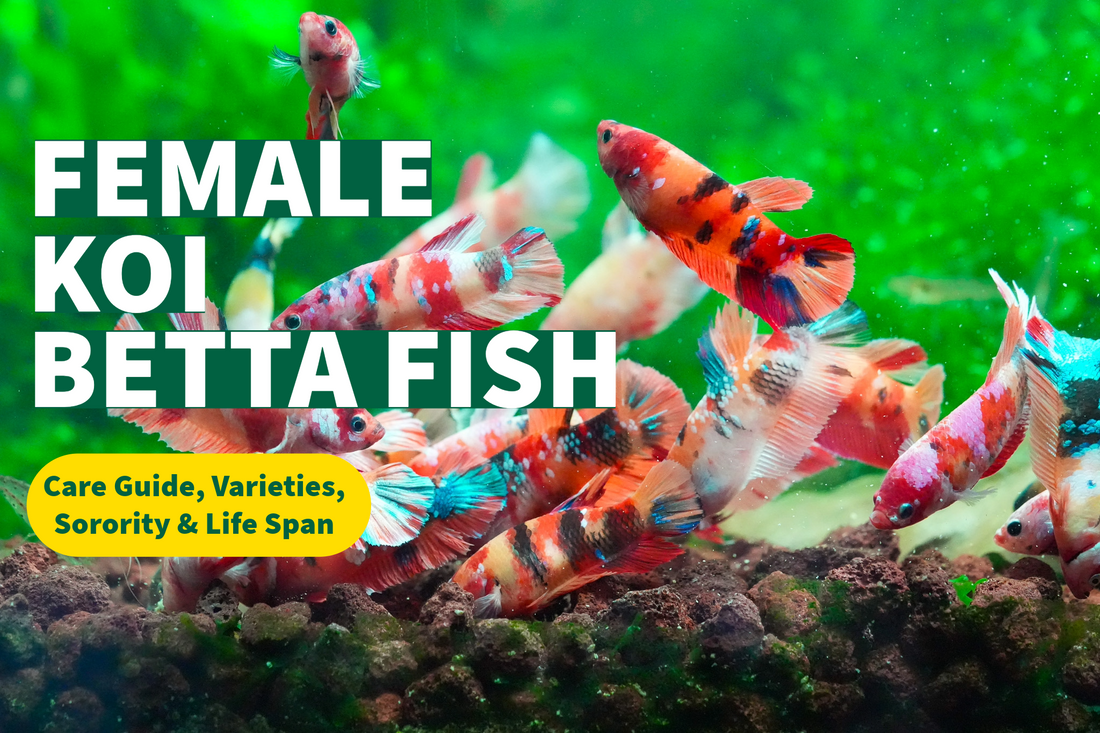 Female betta fish care hotsell