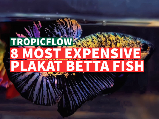 The 8 Most Expensive Plakat Betta Fish: A Collector's Dream