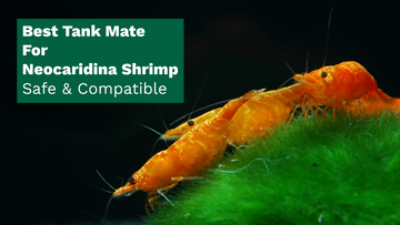 Best Tank Mates for Neocaridina Shrimp – Safe & Compatible Species