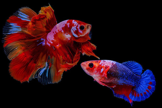 Top 10 Most Popular Female Betta Fish Types for Your Aquarium