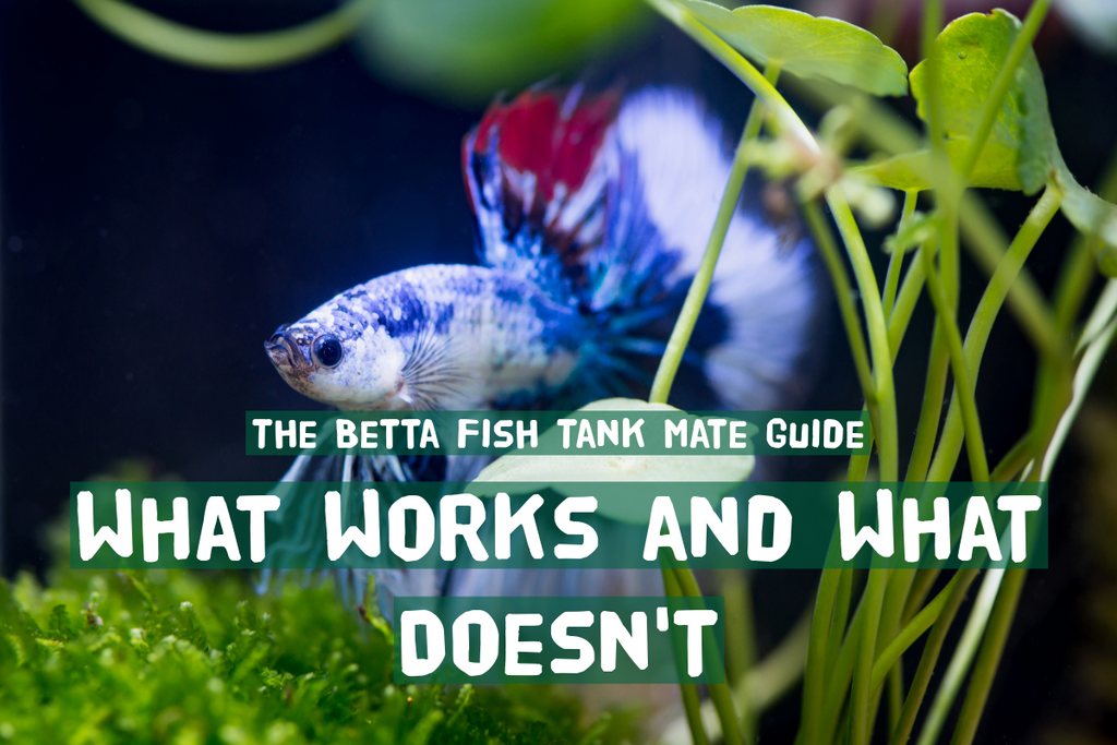 Tropical Fish Tank Mates Chart Tank Mates: BIG List Of Compatible Fish