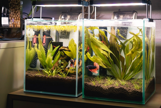 Betta Fish Tank Setup: 12 Steps Before Bringing One Home