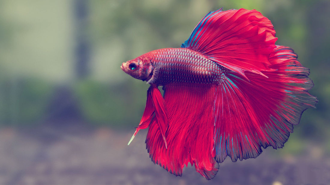 What Is the Best Environment for Betta Fish? - Fish Tanks Direct