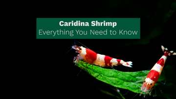 Caridina Shrimp: Everything You Need to Know