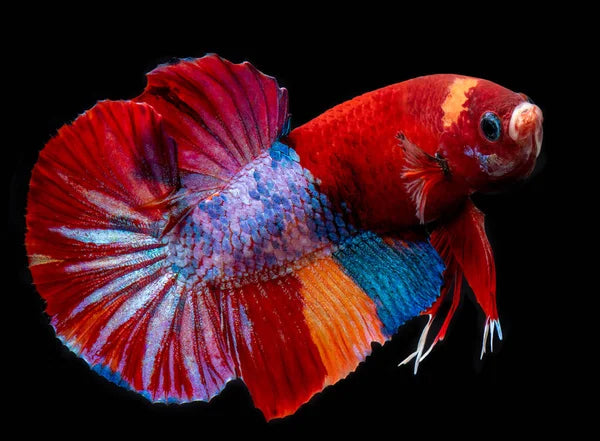 Multicolor Betta Fish