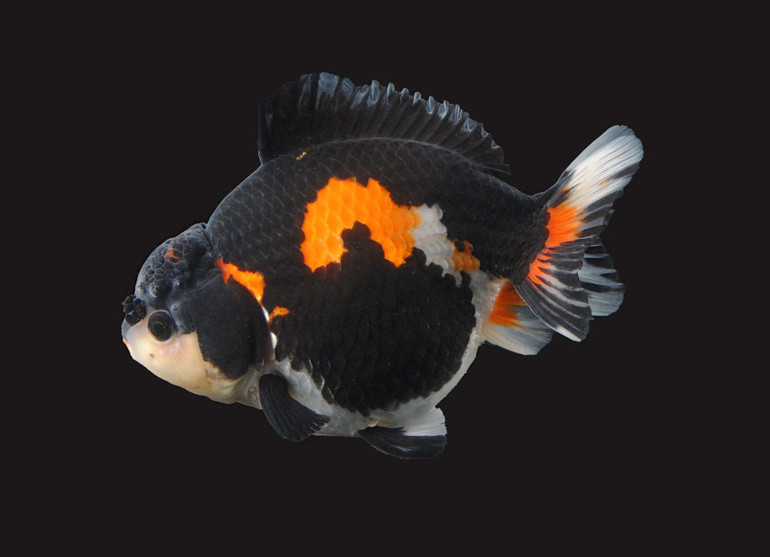 Goldfish | Everything About The Popular Fish