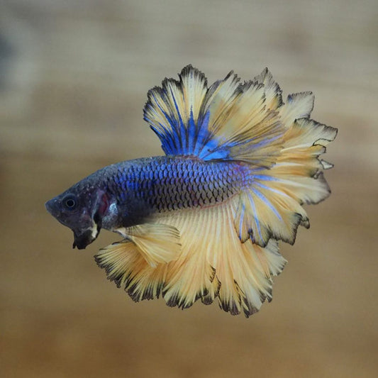 Top 10 Most Fascinating Types of Betta Fish