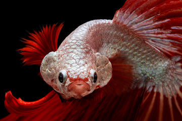 Unveiling the Mystique of the Dragon Family Betta Fish