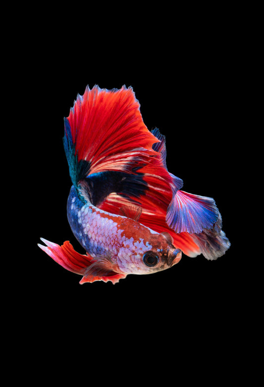 Tropicflow | What is Betta Fish?