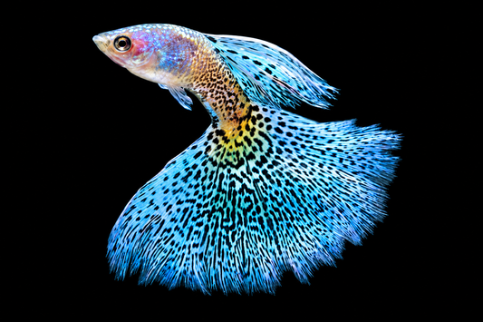 Types of Fancy Guppy Fish: Colors, Patterns, and Fins