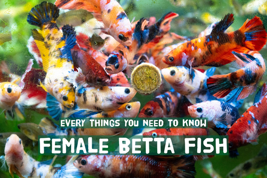 Female Betta Fish - Everything You Need to Know