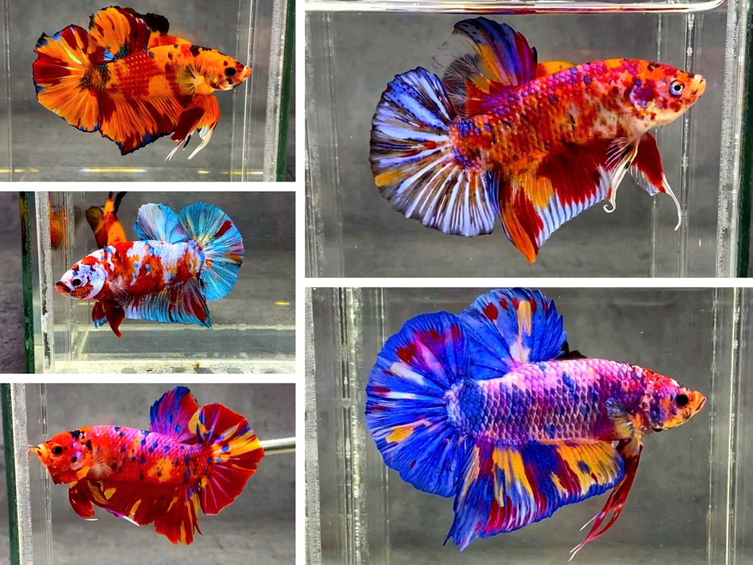 Regular Betta Male Betta Fish Size