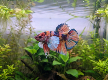 Top 10 Best Elephant Ear Tank Mates for Your Aquarium