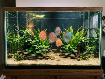 10 Safe Discus Fish Tank Mates & What to Avoid