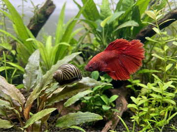 The Best Snails for Your Betta Tank and How to Keep Them Happy