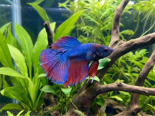 Elephant Ear Betta Care Guide for Keepers