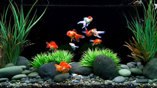 How to Provide Your Goldfish with the Best Care and Environment