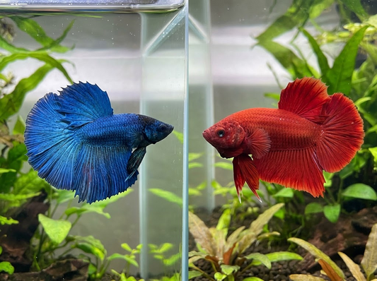 Regular Betta fancy blue halfmoon vs. massive red koi giant plakat.