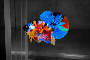 Essential Guide to Plakat Betta Care